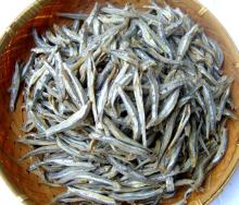 anchovy