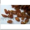 Jumbo Raisins, seedless, light brown