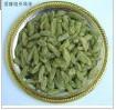 100% green jumbo raisin,thompson seedless raisins