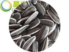 black sunflower seeds in shell