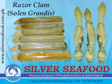 RAZOR CLAM(SOLEN GRANDIS)