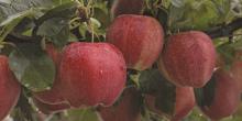 Fresh Apple Fruit