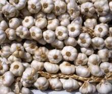 Fresh Garlic , Onion , Ginger and Banana