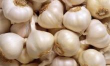  Fresh  and  dry   Garlic  available in stocks