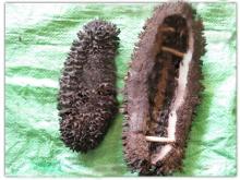  dried   prickly  fish