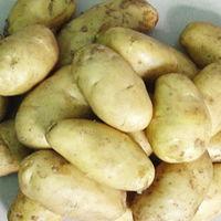 fresh totato in season