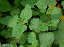 Lemon Balm Extract Melissa officinalis Rosmarinic Acid