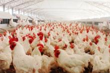 CHICKEN  FEED  STARTER,GROWER AND FINISHER