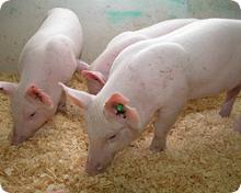 PIG FEED