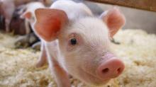 PIG FEED FROM SOUTH AFRICA