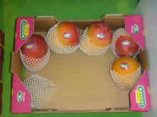 China Made High Quality Mango Fruit Mesh Protective Net