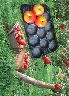 SGS Certificate 29x39cm Plastic Fruit  Nest  Tray