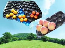 China Manufacturer PP Plastic Fruit Tray