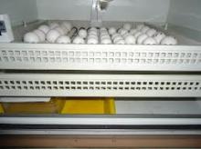 Hatching Bird Eggs, will ship.