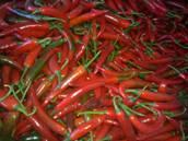 FRESH CHILI FROM VIET NAM
