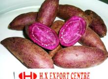 SWEET POTATO