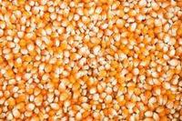 yellow dryed  corn 