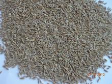 Cumin seeds