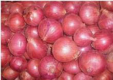  2013   red   onion 