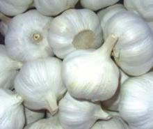WHITE FRESH GARLIC