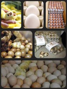 Fertile Hatching Eggs and Fresh Eggs for sale