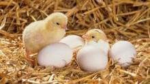 Hatching Chicken Eggs