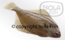 IQF Dabs (Limanda limanda),gutted