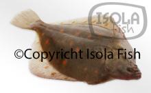 IQF Plaice (Pleuronectes platessa), gutted