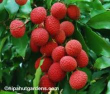 Lychee