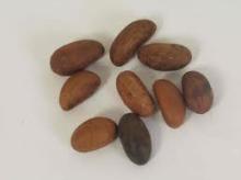Kola nuts