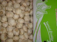  snow   white   fresh   garlic 