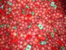 Supply Chinese fresh onions