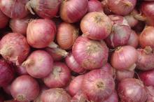 sell chinese fresh red onions