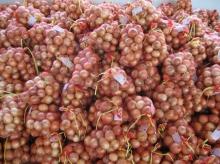 fresh yellow onions