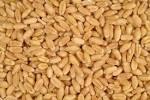 Wheat for sale