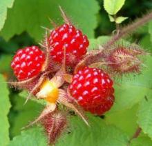 Raspberry ketone P.E.