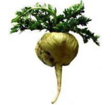Maca P.E
