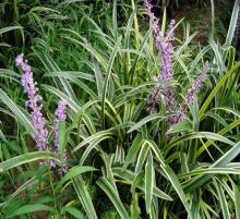 Avena Sativa extract