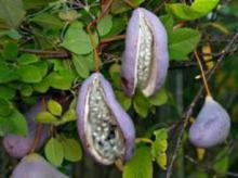 Akebia Caulis P.E.