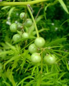 Asparagus Root P.E.
