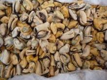 Frozen Mussel without Shell
