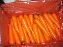sell chinese exports Fresh Carrots