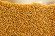 Dry Dehydrated Sweet Corn