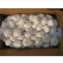 Chinese Garlic Supplier (In 3.5kgs x 2bags per carton)