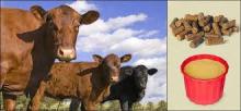 Calf cubes