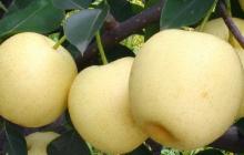 Snowflake Pear