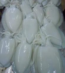  Frozen   Whole   Cuttlefish 