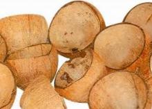  coconut   shell s