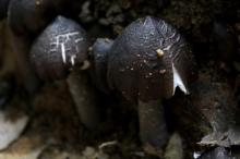 A grade dried  black   mushroom 