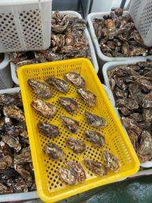 Korea Fresh Oyster